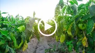 Phytophthora & POPUL8 with Dr Uwe & Graham Ross