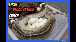 T- Albino Goldeneye x Weird Ivory Blood Python Clutch!