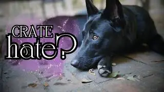Does My Dog Still Hate The Crate?