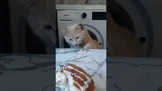 Чаевничаем😊 ушко соседский кот подрал 😥 #забавныеживотные #кот #котики #жизньвдеревне