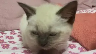‼️СОБАЧЬЯ-КОШАЧЬЯ ЖИЗНЬ‼️🐈🐕ТУРЦИЯ АНТАЛИЯ
