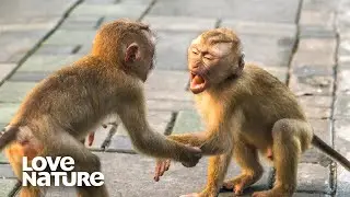 Barbary Macaque Monkeys Fight For Dominance
