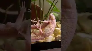 брачные игры тритонов
