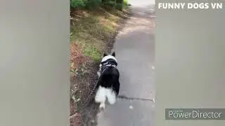 Dogs have fun Dogs are fun #shorts #shortsvideo #shortsfeed #shortsfunny