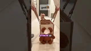 Questo Cucciolo Dispettoso È Davvero Intelligente