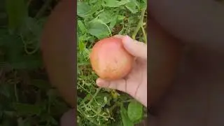 17 августа 2024 г.