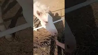Лошадки... любимые лошадки...