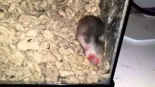 Baby hams day 15: eyes open, licking glass