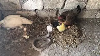 Inatake ng cobra ang manok watch dis..