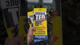 Боремся с вредителями в теплице 
