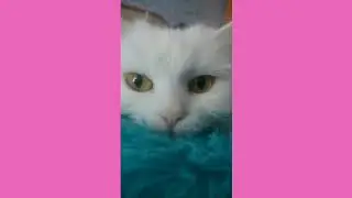 Слаймы и почему меня долго не было