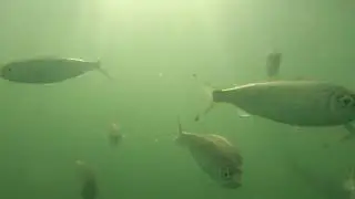 dolphins hunting herring