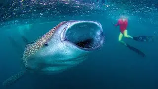 Whale Shark Encounters 🐋 Deep Blue Discovery