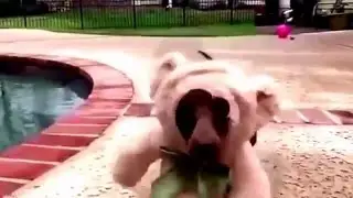 СМЕШНЫЕ И ПРИКОЛЬНЫЕ СОБАЧКИ!