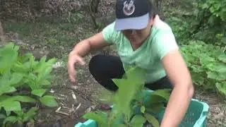 Binhi- Hilair Gamongan Wacdagan