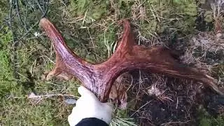 Рог лося.Поиск рогов .