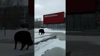 23 апреля 2024 г.