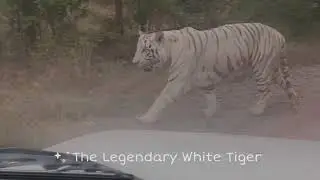 White Tiger Safari | White Tiger and Lion Spotted |