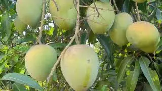Arambakkam Mango #mango #fruit