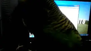 My budgie said hello