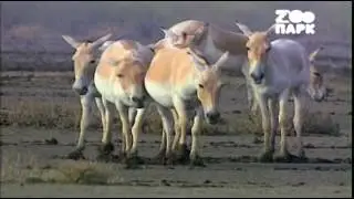 Эхо джунглей / ДИКИЕ ЛОШАДИ СОЛЕНЫХ ПУСТЫНЬ