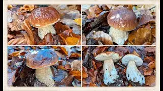 Pilze ohne Ende!! Der Wahnsinn im November!! Steinpilze, Hexenröhrlinge