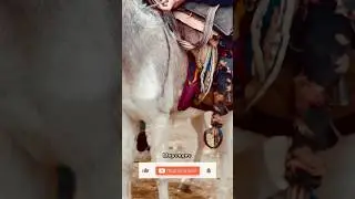 ОСЕЛ ЗА 1000 рублей 🔥😅молбозор