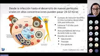 Webinar 69 I Control y monitoreo para Laringotraqueitis   experiencia en Perú
