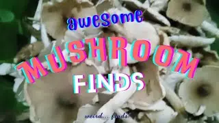 Awesome Mushroom Finds
