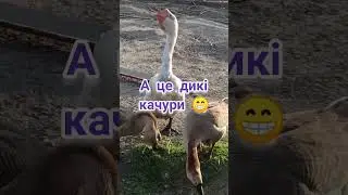 Гуси#Крупно сіра #Українска сіра#Холмогори