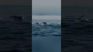 A pod of dolphins leaps together in perfect harmony