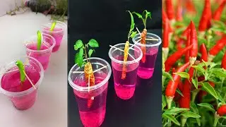 How to grow chili with dragon from cuttings for beginners