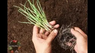 Лук порей посадка в открытый  грунт и некоторые секреты посадки