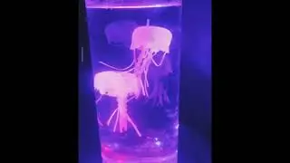 Ночник Аквариум с Медузами
