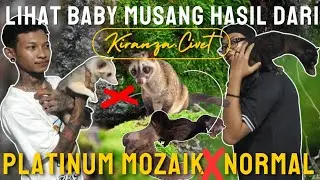 NENGOKIN BABY MUSANG KIRANZA.CIVET II PERSILANGAN DARI PANDAN MOZAIK PLATINUM X PANDAN NORMAL...