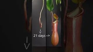 Pitcher Plants - time lapse #greentimelapse #gtl #timelapse