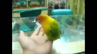 Прикол.  Попугай, который видел с..кс.