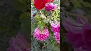 Хэерле иртэ🌹