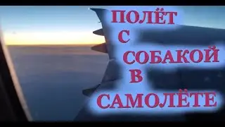 Полёт с собакой в самолёте. Все нюансы, трудности и сюрпризы // Авиакомпании Аэрофлот и Россия