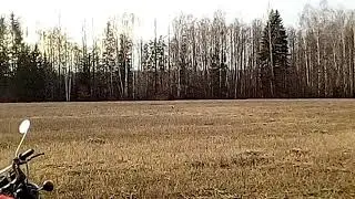 Поиск рогов . Свежие рога оленя.