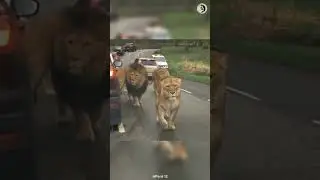 An open-top car on Safari? Why?