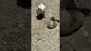 как вырос за месяц -наш Мартин / гусь-ленточка❤️#2024 #home #instagram #animals #naturephotography