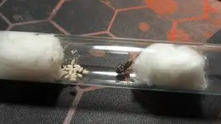Матка Lasius niger.|Queen Lasius niger.