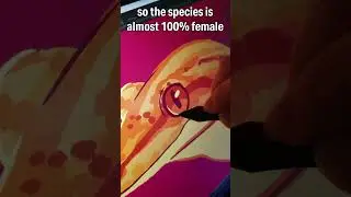 Self-Cloning Gecko, mourning gecko fast facts & art #shorts #reptiles #art