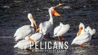 American White Pelican (Pelecanus erythrorhynchos) ❤️❤️
