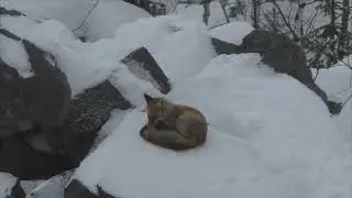 Лиса  хочет отдохнуть