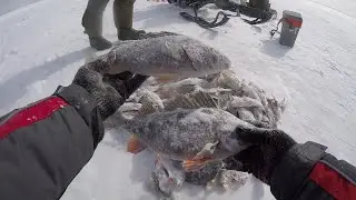 When the perch are biting like this, no matter the weather.