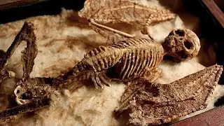 To odkrycie wprawiło wszystkich w osłupienie! Czy zmieni to historię jaką znamy