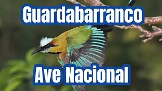 Guardabarranco Ave Nacional