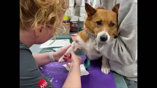 Your pet’s dental procedure